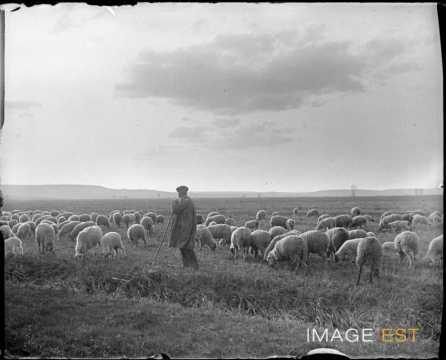 Berger et ses moutons (Damelevières)